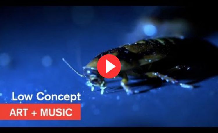 Video low concept bugz mocatv